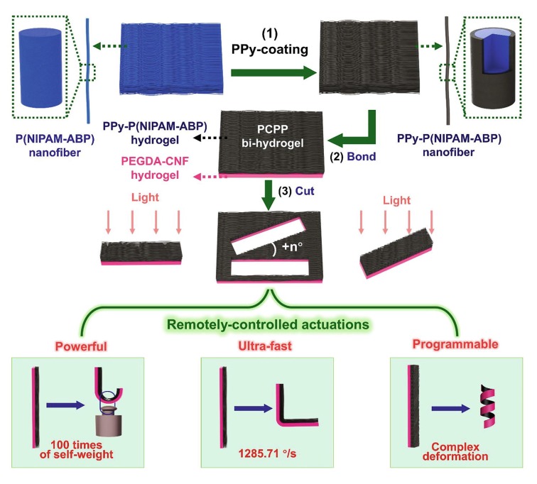 A robust anisotropic light-responsive hydrogel