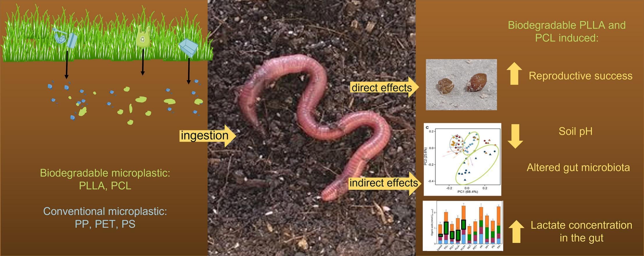 TOC_20230920_Biodegradable polymers boost reproduction in the earthworm Eisenia fetida