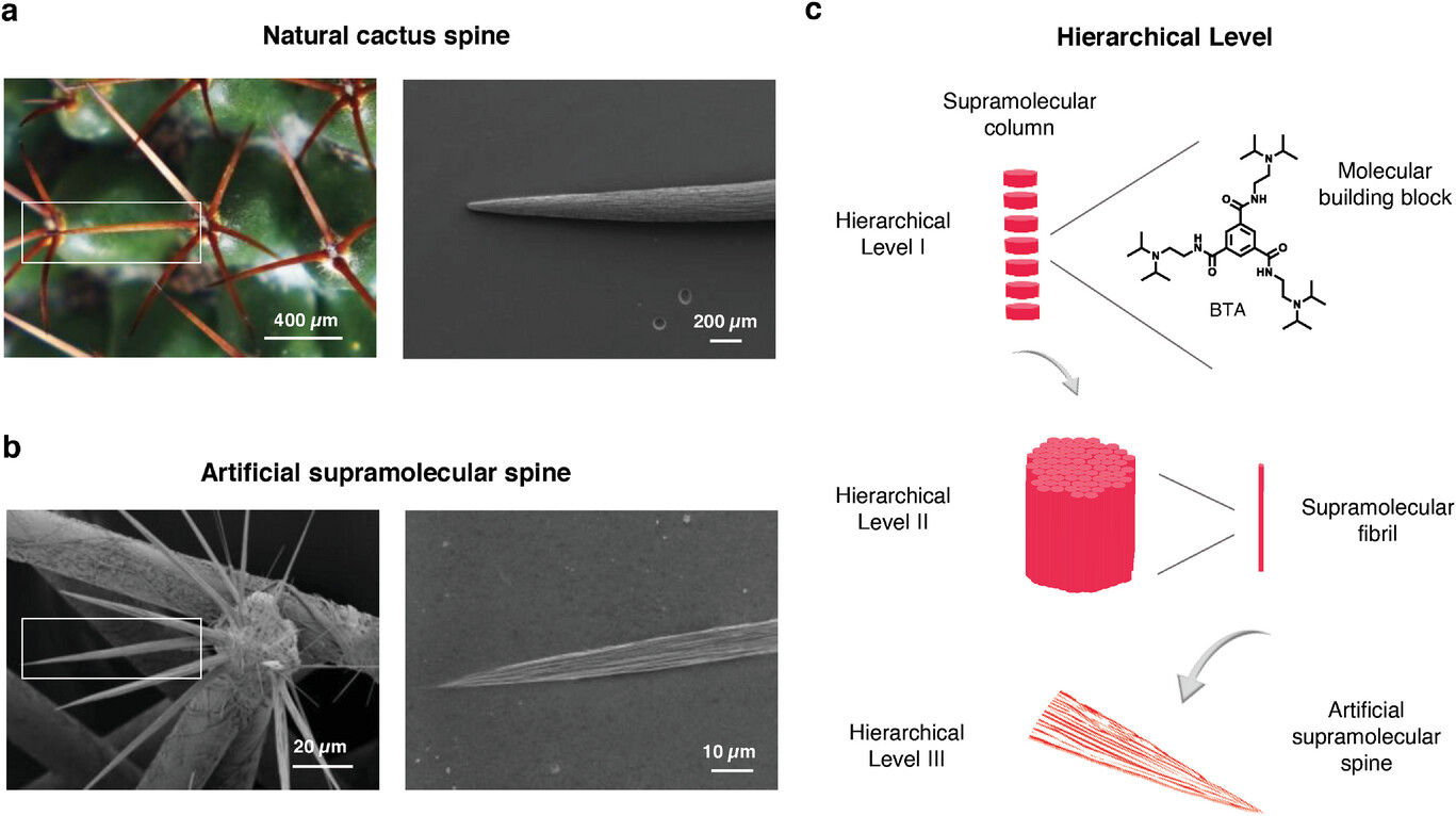 Mimicking Cacti Spines via Hierarchical Self-Assembly for Water ...