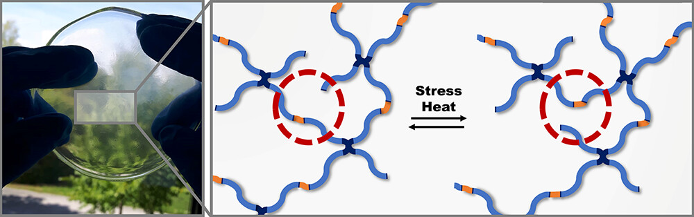 Polylactic-co-glycolic acid Networks with Dynamic Covalent Bonds